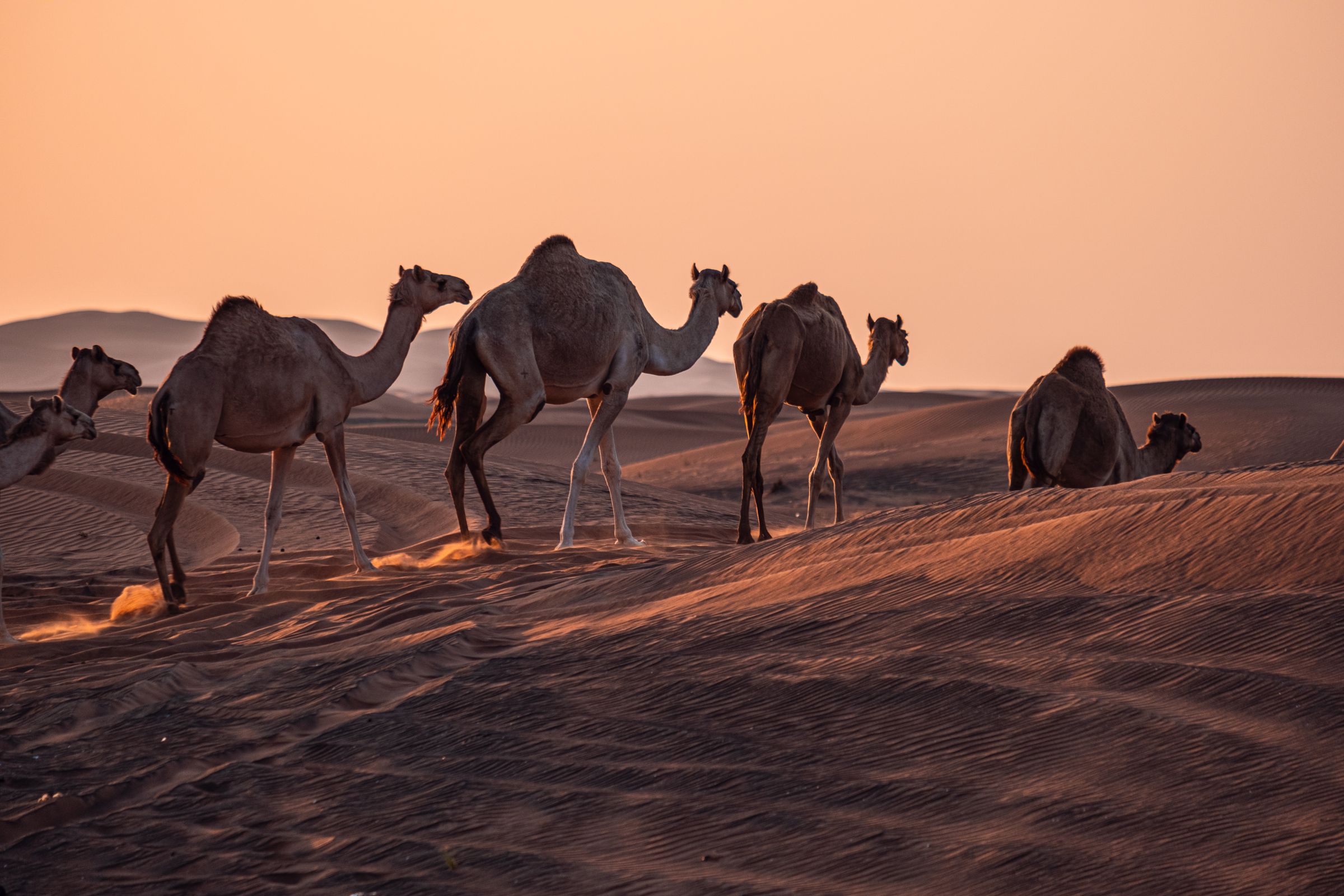 Caravana en el desierto